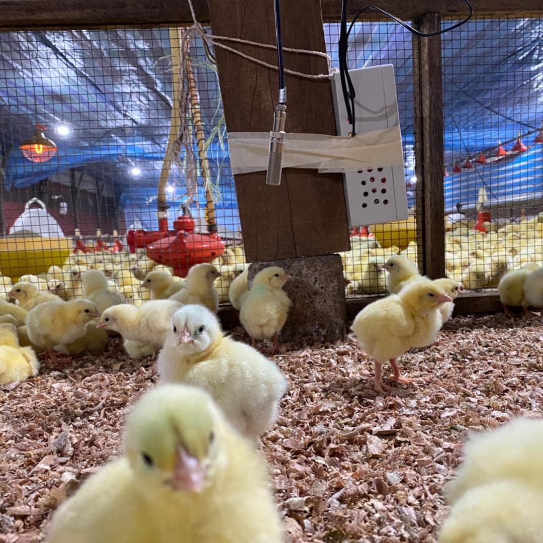 Device installed in poultry farm among chicks